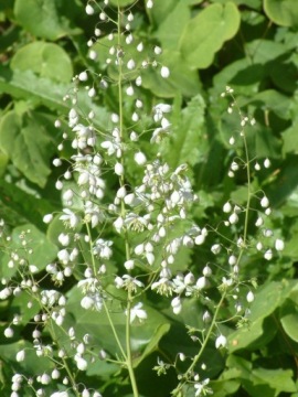 Рутевка Делавея ALBUM Thalictrum «СНЕЖНО-БЕЛАЯ ЦВЕТОЧНАЯ БУРЯ» — саженец