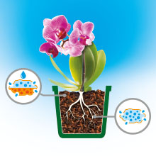 WESTLAND PODŁOŻE ZIEMIA Z SERAMIS KORA SOSNOWA DO STORCZYKA ORCHIDEI 8 L