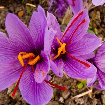 Saffron Bulbs Crocus Sativus Flower Seeds Easy to Grow Home Garden Plant