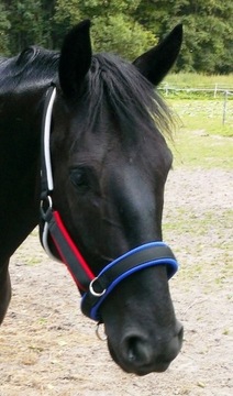 KANTAR MANMAT STABLE HALTER NIEBIESKI L