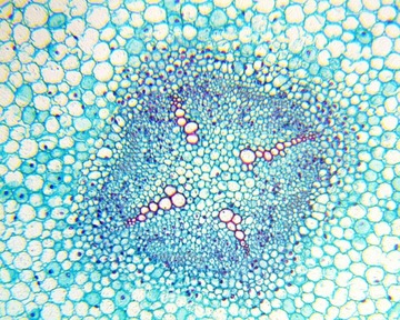 Микроскоп Delta Optical Biolight 100 белый