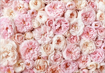 FOTOTAPETA kwiaty róże lilie magnolie 3D 400x280