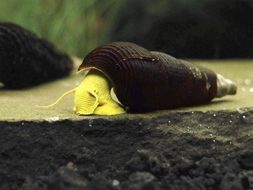Улитка Tylomelania YELLOW Rabbit SWIDER