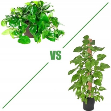 ПОДДЕРЖКА КОКОСОВЫЙ СТОЙКА 60 СМ ДЛЯ ЦВЕТОЧНОГО РАСТЕНИЯ «МОНСТР» 1 шт.