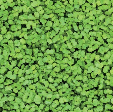 TORSEED NASIONA NA MIKROLISTKI RUKOLA 1G