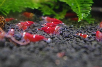 Креветки Super Crystal Red One Stripe 10 шт + 2 гр