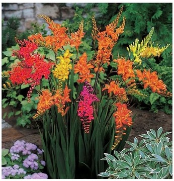 KROKOSMIA OGRODOWA Crocosmia Cynobrówka MIX KOLORÓW cebule 5 sztuk + GRATIS