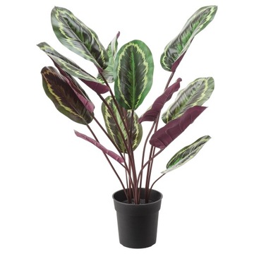 CALATHEA KALATHEA 100 cm Jak prawdziwa Palma