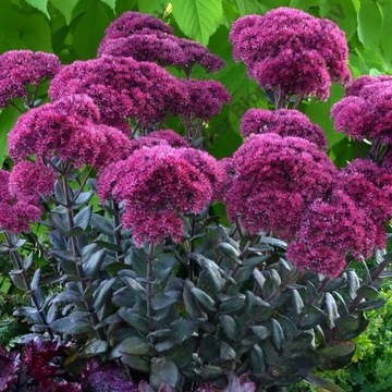 Rozchodnik okazały THUNDERHEAD Sedum IDEALNY NA SKALNIAK odporny SADZONKA