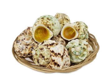 MUSZLA naturalne MUSZLE MORSKIE zielony turban złoty środek 250g 10 szt