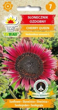 Słonecznik ozdobny CHERRY QUEEN