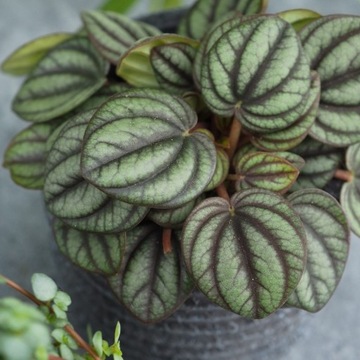 PEPEROMIA 'PICCOLO BANDA' metaliczny połysk roz. S