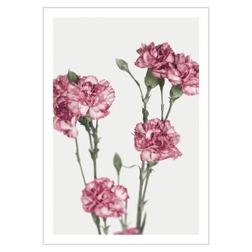 Plakat 21x30 Kwiaty Goździki