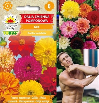 Dalia zmienna pomponowa mieszanka MIX 0,5 g