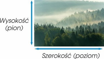 Plakat 100x70 las, lasy, drzewo, drzewa, rośliny