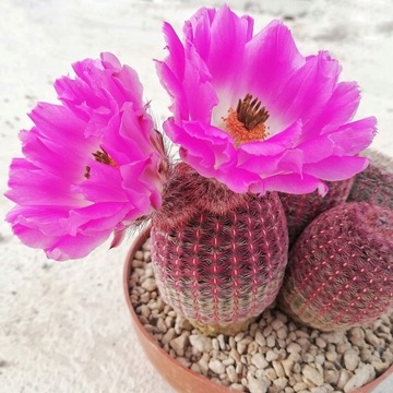 Echinocereus Pectinatus var. Rubispinus Tęczowy
