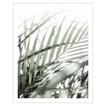Plakat 40x50 Zielone liście palmy