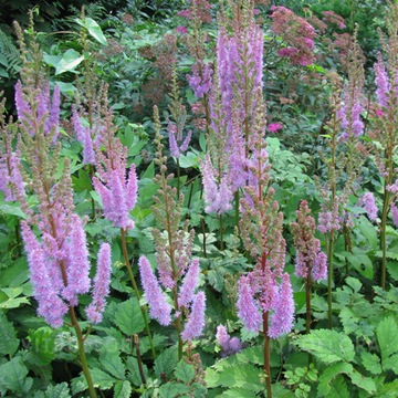 Tawułka chińska Astilbe chinensis var. pumila tolerancyjna na złe warunki