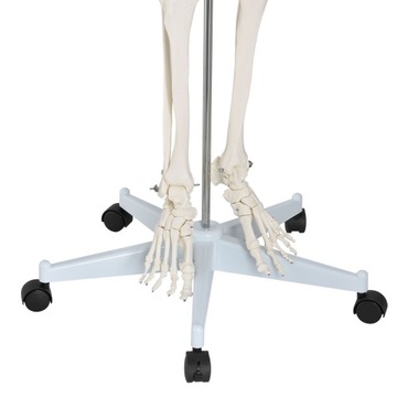 МОДЕЛЬ 501 SKELETON SKELETON 181,5 см FV В РАССРОЧКУ