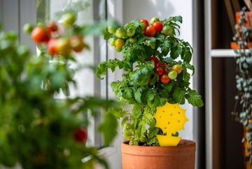 LEP PUŁAPKA LEPOWA Z KLEJEM MOTYL NA MSZYCE MUSZKI ZIEMIÓRKI DO DONICZEK