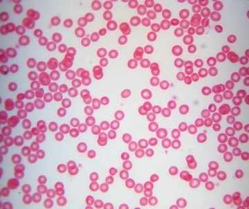 Микроскоп Delta Optical Genetic Bino