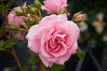 Róża Pnąca MAMMA MIA Cukierkowo Różowa DONICZKA C5