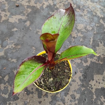 Bananowiec Maurelii P13 sadzonka 20cm Abisyński Ensete Ventricosum Maurelli