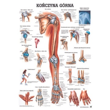 TABLICA ANATOMICZNA LAMINOWANA KOŃCZYNA GÓRNA