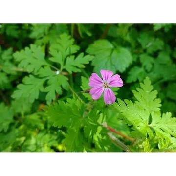 Roundup 360SL Plus общий гербицид рандап пырей 1л