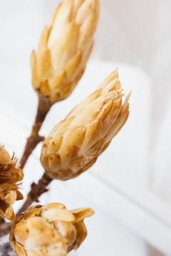 ПРОТЕЯ сушеный серебряный цветок Прометей для вазы