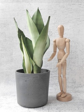 Sansevieria Moonshine Ø9 cm