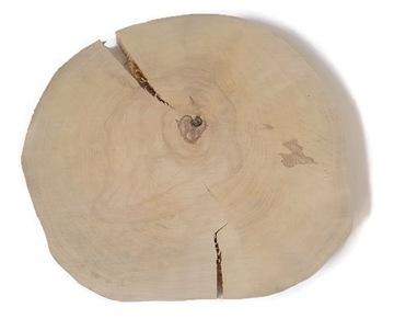 Duży Plaster drewna krążki drewniane brzoza bez kory 36-42 cm