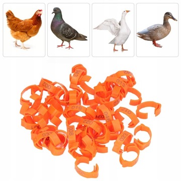 OBRĄCZKI, ZNACZNIKI DLA DROBIU, KUR 50SZT.