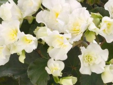 Begonia Cottage Glory White P9 białe pełne kwiaty