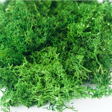 Мох чистый мох ЛЕСНАЯ КАРТИНА В БАНКЕ