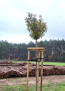 набор опор для дерева 6x250 см