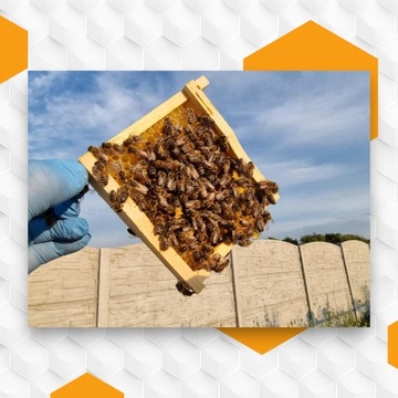 Неосемененные пчелиные матки Buckfast KB Племенные матери