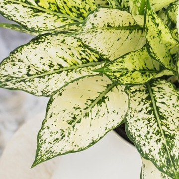 Aglonema 'Osaka' KREMOWO ZIELONE liście Aglaonema