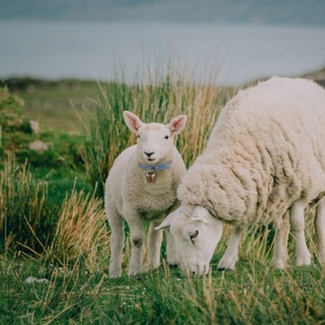Ошейники для лошадей, овец, коз, маленькие верблюжьи колокольчики, 2 шт.