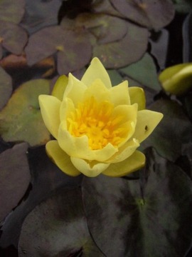 Красивая вода лилия 'pygmaea helvola' миниатюра