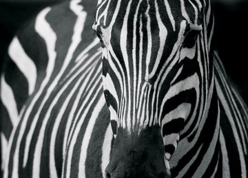 Fototapeta do pokoju na ścianę Zebra 254x183 cm