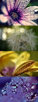 MAKRO smiena triplet 4/40mm trioplan SWIRLY bokeh