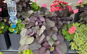 ИРРИГЕР ДЛЯ ГОРШКОВ, ПОЛИВКИ РАСТЕНИЙ, 24 ШТ.