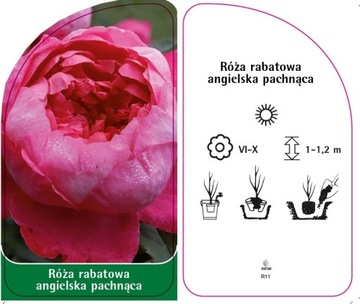 Róża rabatowa angielska pachnąca - R11 etykiety szkółkarskie