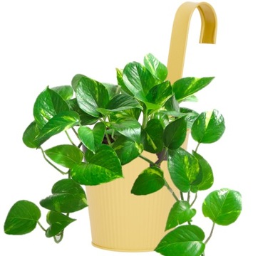 НАБОР ИЗ 5 ПРЕДМЕТОВ МЕТАЛЛИЧЕСКОГО ЦВЕТОЧНОГО ВАЗА КРЫШКА С КРЮЧКОМ ВЕШАЛКА ЦВЕТ БАЛКОН