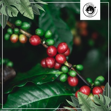 НАБОР КОФЕЙНЫХ ЗЕРНОВ 3 кг ОТ ОБЖАРКИ В Эспрессо-машине - СВЕЖЕОБЖАРЕННЫЕ - BLUE ORCA