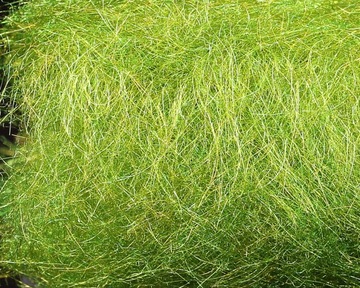 Sybai SLF SY-269122 Green