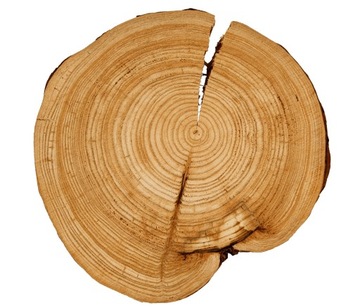 PLASTER DREWNA MODRZEW 30-35 cm bez kory 133133