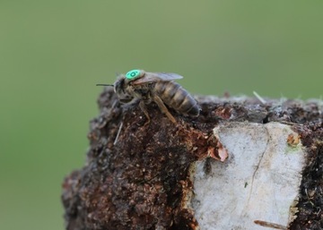 Пчелиные матки Краинка Словенка ИЗ РУКИ