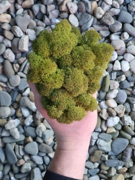 Натуральный крабовый мох ПРЕМИУМ картон 600г